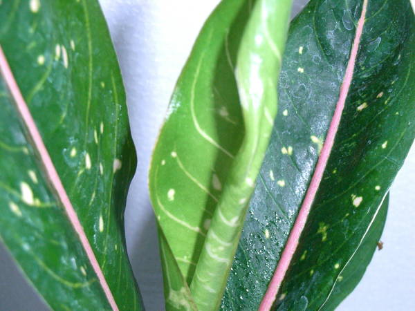 Aglaonema Khubanglan_d0249970_22373677.jpg