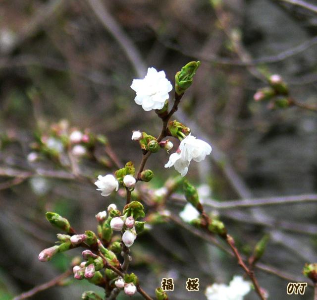 “福　桜”開花数少ない桜です、_f0166871_7194026.jpg