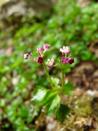 仰烏帽子山の花_c0152779_1612717.jpg