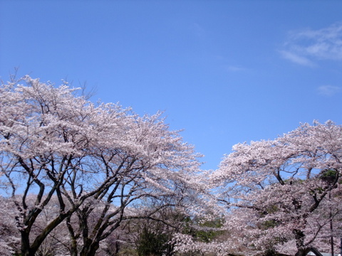 神代植物公園　〜４月８日(日)〜　その①_a0043982_1793075.jpg