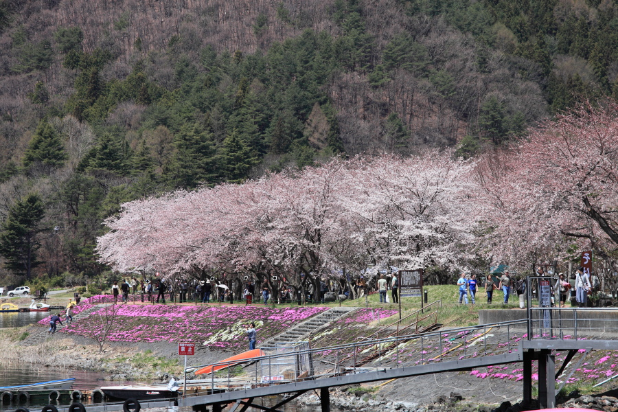 河口湖　　桜　　_e0069488_16122852.jpg