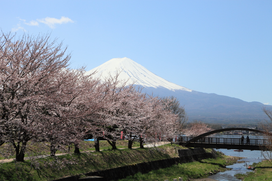 河口湖　　桜　　_e0069488_1691590.jpg