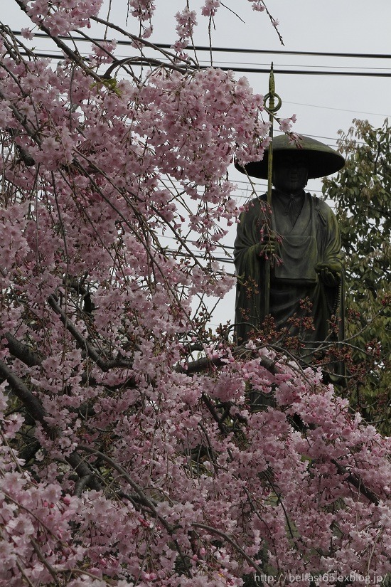 さくら・上品蓮台寺_f0095094_2363291.jpg