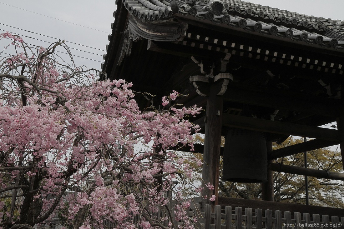 さくら・上品蓮台寺_f0095094_237319.jpg