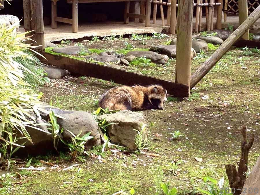 飼いタヌ〜?(@。@)??_c0223095_10322110.jpg