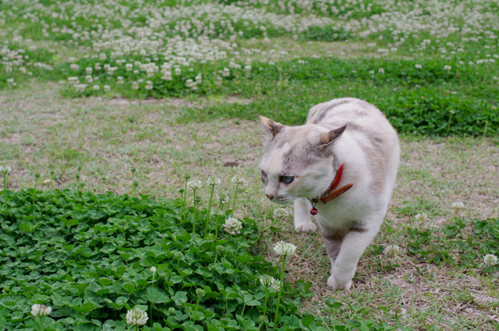 チェリーと公園の白詰草_e0079696_2220811.jpg