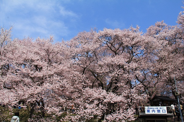 高遠の桜を見下ろす「高遠白山」と「五郎山」へ！絶景かな、絶景かな…_a0158702_16341533.jpg