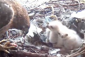 今年も鷹の赤ちゃんがニューヨーク大学の窓で生まれました!_b0007805_23244123.jpg