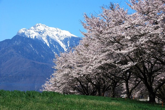 蕪の桜並木と眞原桜並木 Honohono Collage 蕪の桜並木と眞原桜並木 Honohono Collage