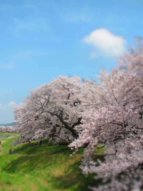 はなと一目千本桜を見てきました♪_f0039907_18505485.jpg