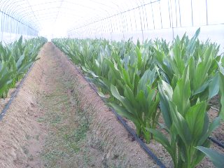 カラー初出荷_d0099708_19565850.jpg