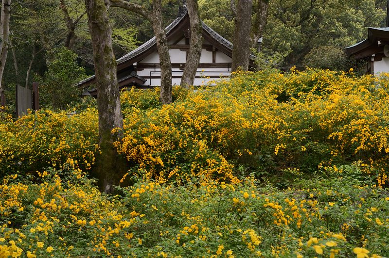 松尾大社の山吹_f0032011_19472816.jpg