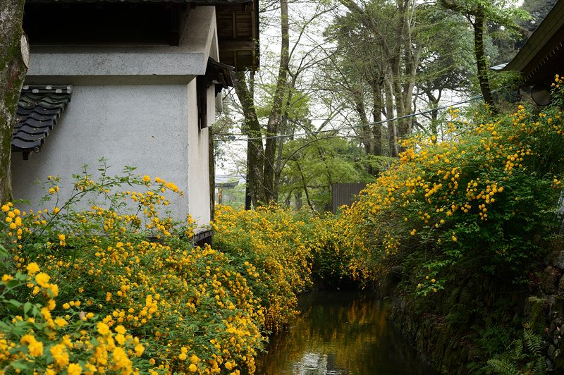 松尾大社の山吹_f0032011_19483457.jpg