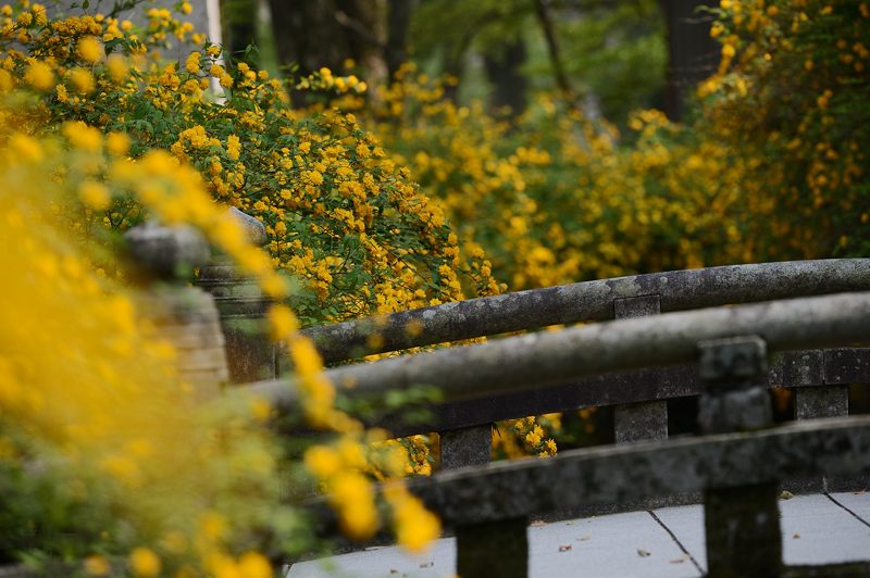 松尾大社の山吹_f0032011_1958432.jpg