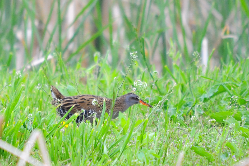 野鳥クイナ_a0189912_049231.jpg