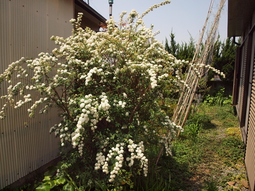c0156313_2265779.jpg