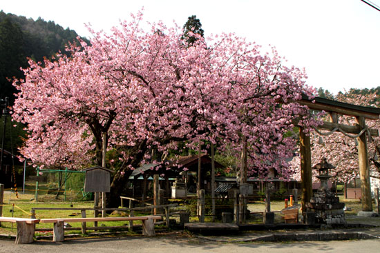 黒田の百年桜_e0048413_21552860.jpg