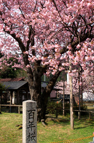 黒田の百年桜_e0048413_21554127.jpg