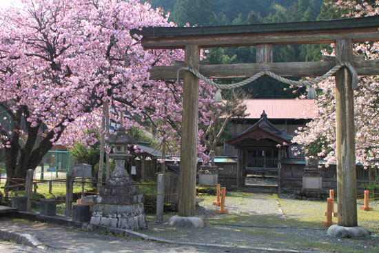 黒田の百年桜_e0048413_21555274.jpg