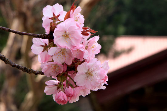黒田の百年桜_e0048413_21564522.jpg