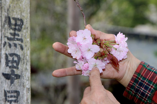 黒田の百年桜_e0048413_2157326.jpg