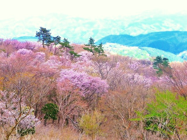 西天城の豆桜（米桜）がきれいです。_f0182513_2264095.jpg