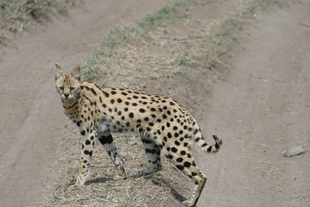 アフリカ大陸に広く住むサーバルキャット_d0063814_2020158.jpg