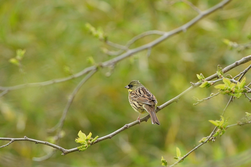 鳥見のち出張 2_e0149914_6444622.jpg