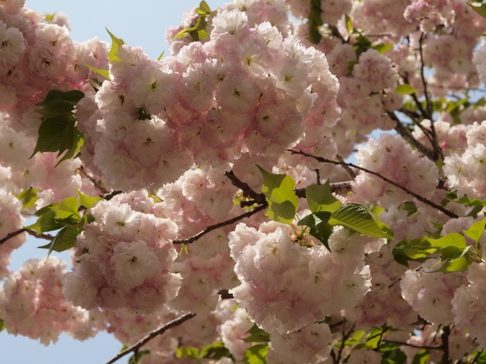 第２２回花のまわりみちー八重桜イン広島ー_c0116915_2372063.jpg