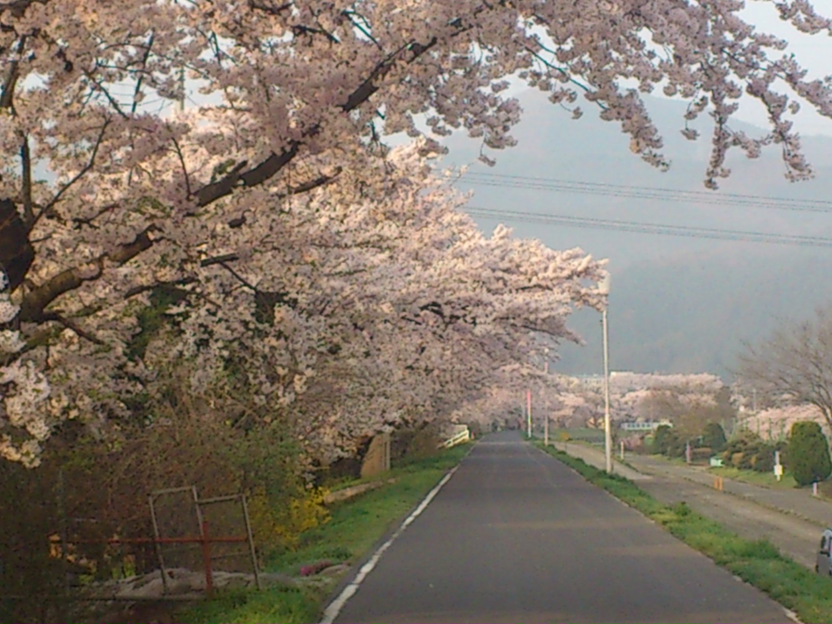 白石川の桜_e0124021_9425090.jpg