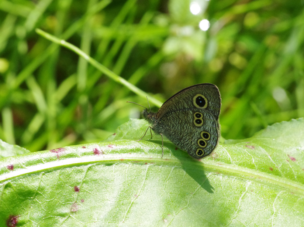 ヒメウラナミジャノメ　　20120424_f0160222_21184651.jpg