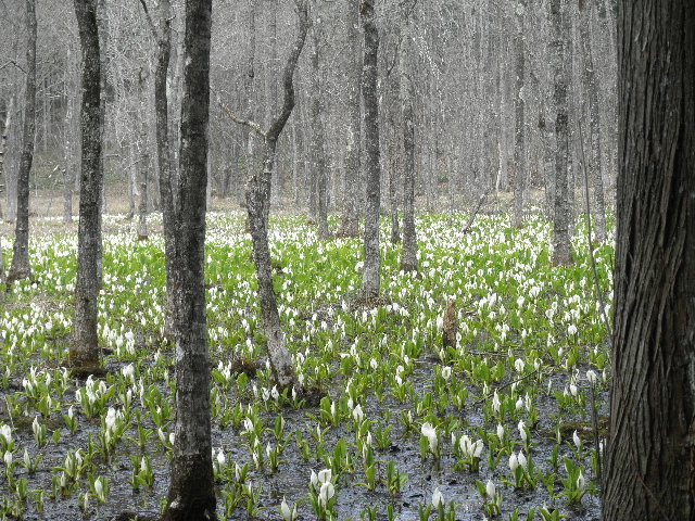 新芽の不動湯温泉_c0141223_2137436.jpg