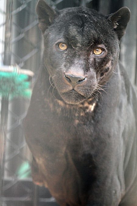 クロジャガー 動物園放浪記 クロジャガー 動物園放浪記