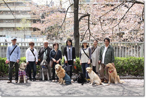 【ご報告！】大型犬限定パーティー　「お花見散歩＆MW cafe」_e0191026_20202776.jpg