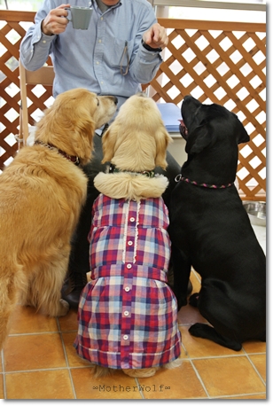 【ご報告!】大型犬限定パーティー 「お花見散歩&MW cafe」_e0191026_20946100.jpg