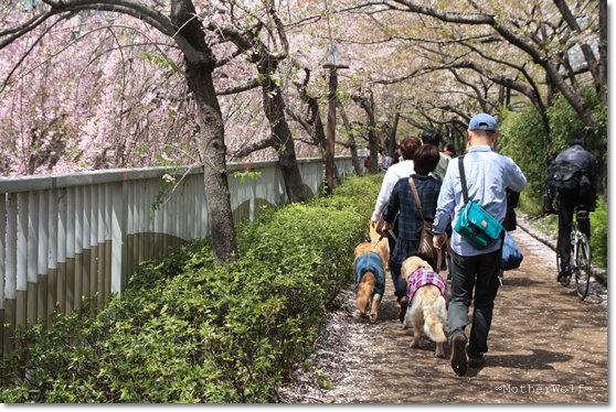 【ご報告！】大型犬限定パーティー　「お花見散歩＆MW cafe」_e0191026_21152012.jpg