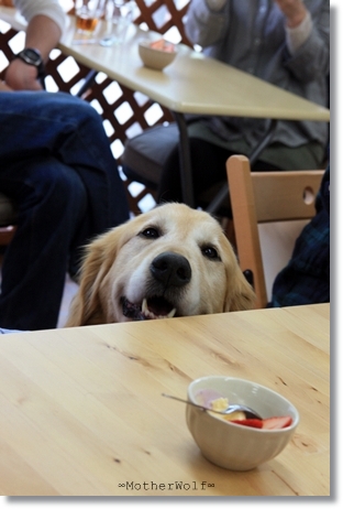 【ご報告！】大型犬限定パーティー　「お花見散歩＆MW cafe」_e0191026_23241375.jpg