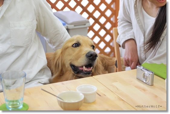 【ご報告！】大型犬限定パーティー　「お花見散歩＆MW cafe」_e0191026_23244852.jpg