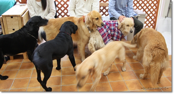【ご報告！】大型犬限定パーティー　「お花見散歩＆MW cafe」_e0191026_23254257.jpg