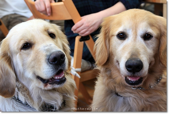 【ご報告!】大型犬限定パーティー 「お花見散歩&MW cafe」_e0191026_23262473.jpg