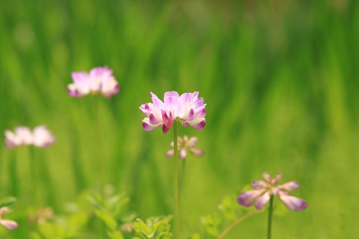 蓮華と菜の花（ばしょうじ谷戸）_f0118426_2195091.jpg