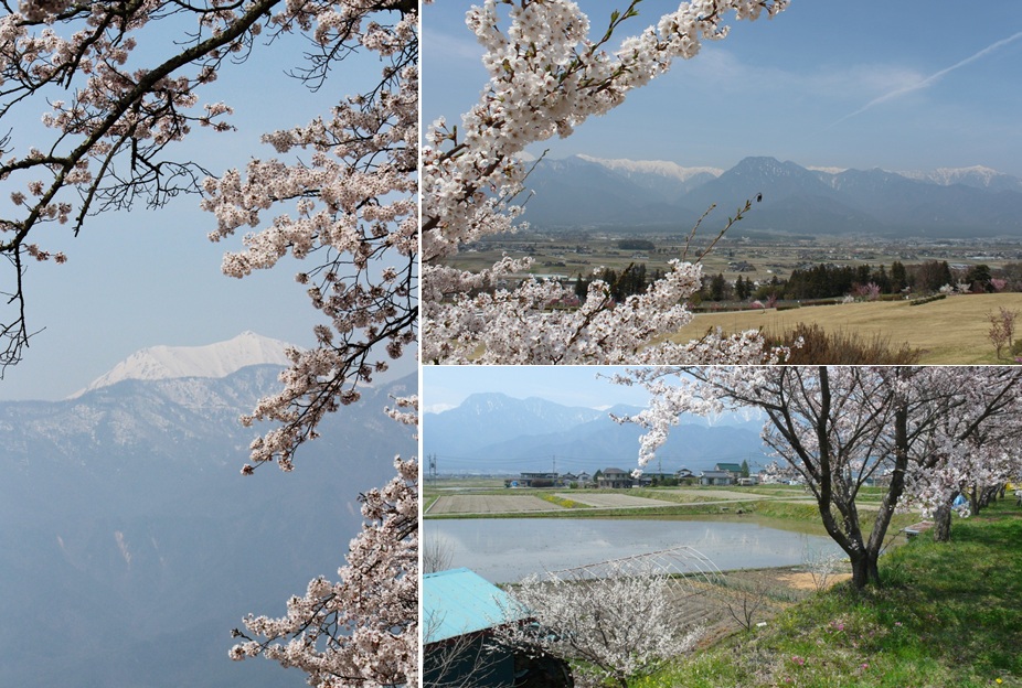 安曇野池田町 桜さくらサクラ 安曇野の風 カフェ 風のいろ 安曇野池田町 桜さくらサクラ 安曇野の風 カフェ 風のいろ