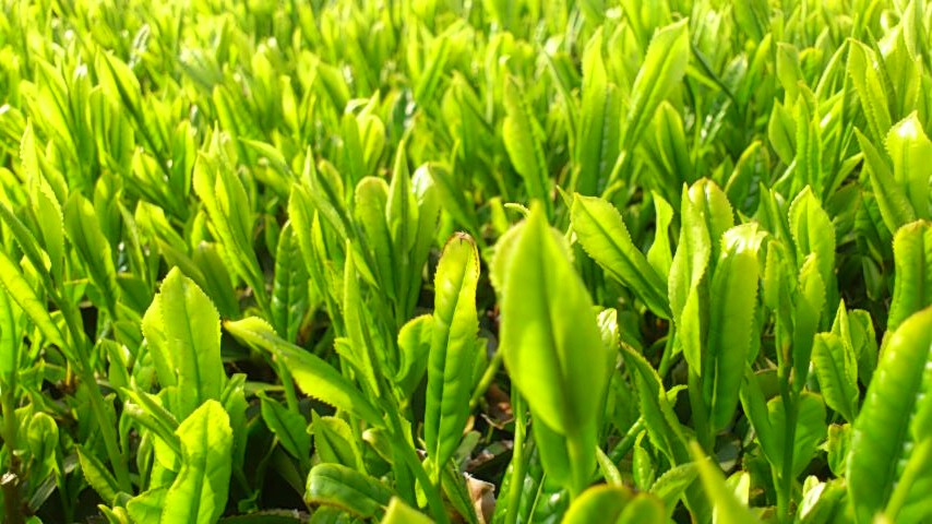 d0252434_2059199.jpg