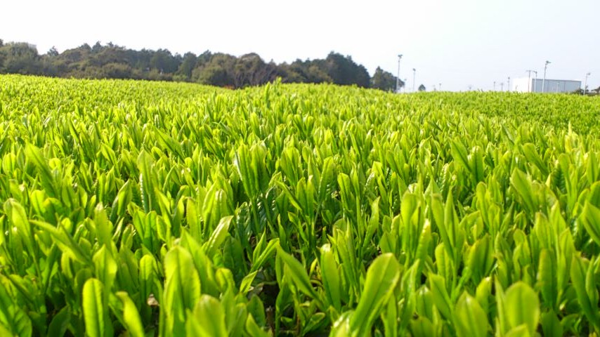 d0252434_20592621.jpg