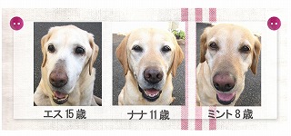 飛ぶ犬VS飛ばない犬　＆今日の富士山_a0167836_13182597.jpg