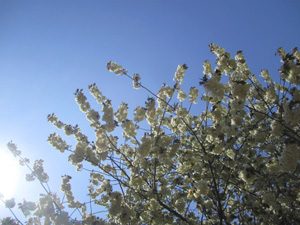 f0038336_7137.jpg
