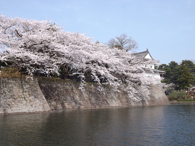 桜色あふれています　(1)_a0220537_19561338.jpg