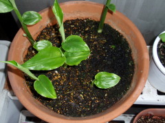 c0097838_21411158.jpg
