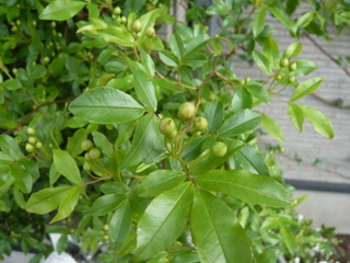 b0200240_2129525.jpg