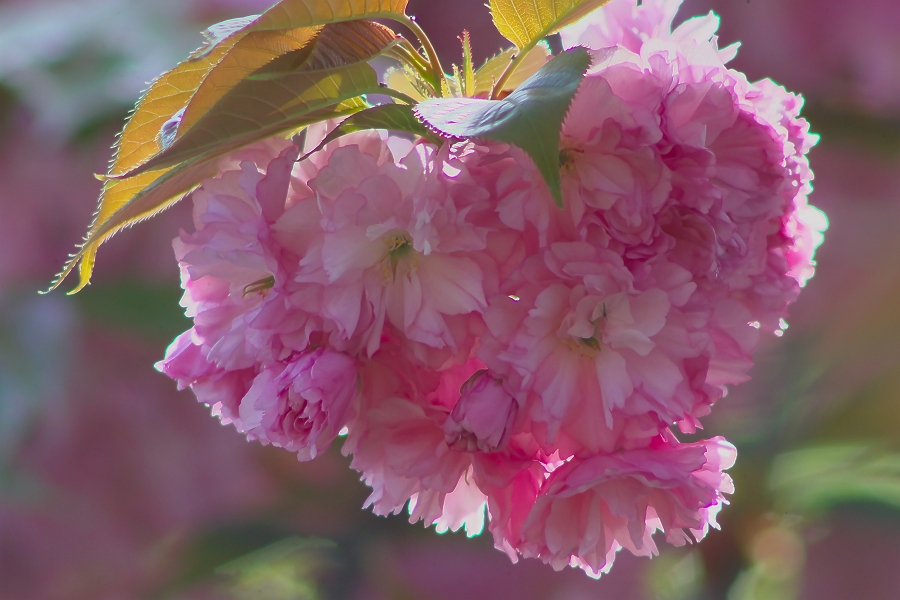 里桜～つつじ_a0264542_3205415.jpg